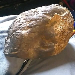 Prehistoric dinosaur  fossil